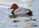 Pochard