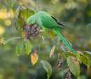 Other birds
