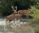 Red Deer
