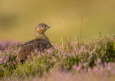 Red Grouse