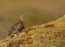 Red Grouse