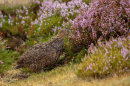 Red Grouse