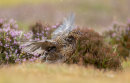 Red Grouse