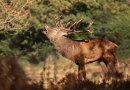 Red stag