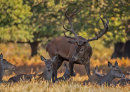 Red stag and hinds