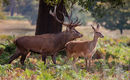 Red Deer