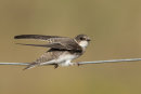 Sand Martin