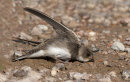 Sand Martin