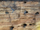 Sand Martins