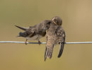 Sand Martins