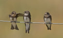 Sand Martins