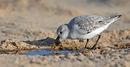 Sanderling