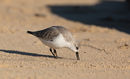 Sanderling