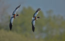 Shelducks