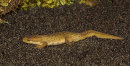 Smooth Newt
