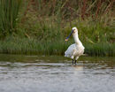 Herons
