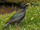 Starling