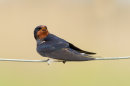 Swallow