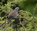 Turtle Dove