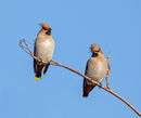 Waxwing
