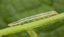 Bright-line Brown-eye