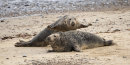 Grey Seals