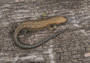 Common Lizard