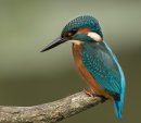 Kingfisher