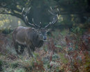 Red stag