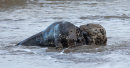 Grey Seals