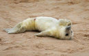Grey Seal pup