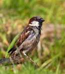 House Sparrow