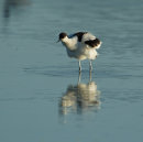 Avocet