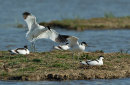 Avocets