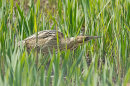 Bittern