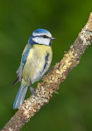 Blue Tit