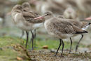 Black Tailed Godwit