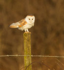 Barn Owl