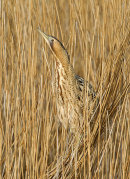 Bittern