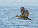 Bittern