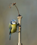 Blue Tit