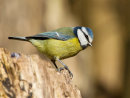 Blue Tit
