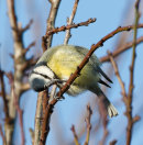 Blue Tit