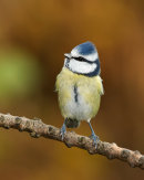 Blue Tit