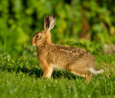 Brown Hare