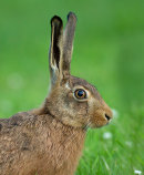 Brown Hare