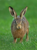 Brown Hare