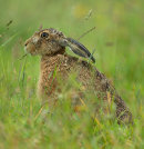 Brown Hare