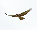 Buzzard