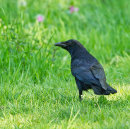 Carrion Crow
